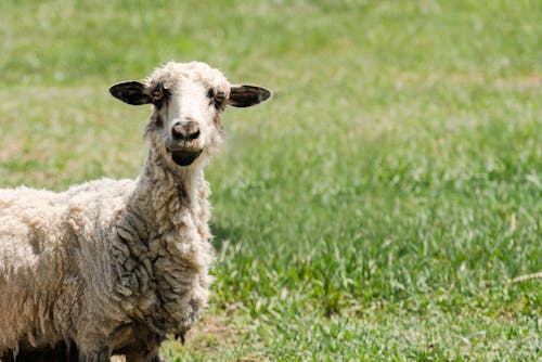 Gratis lagerfoto af dyrefotografering, får, græsgang