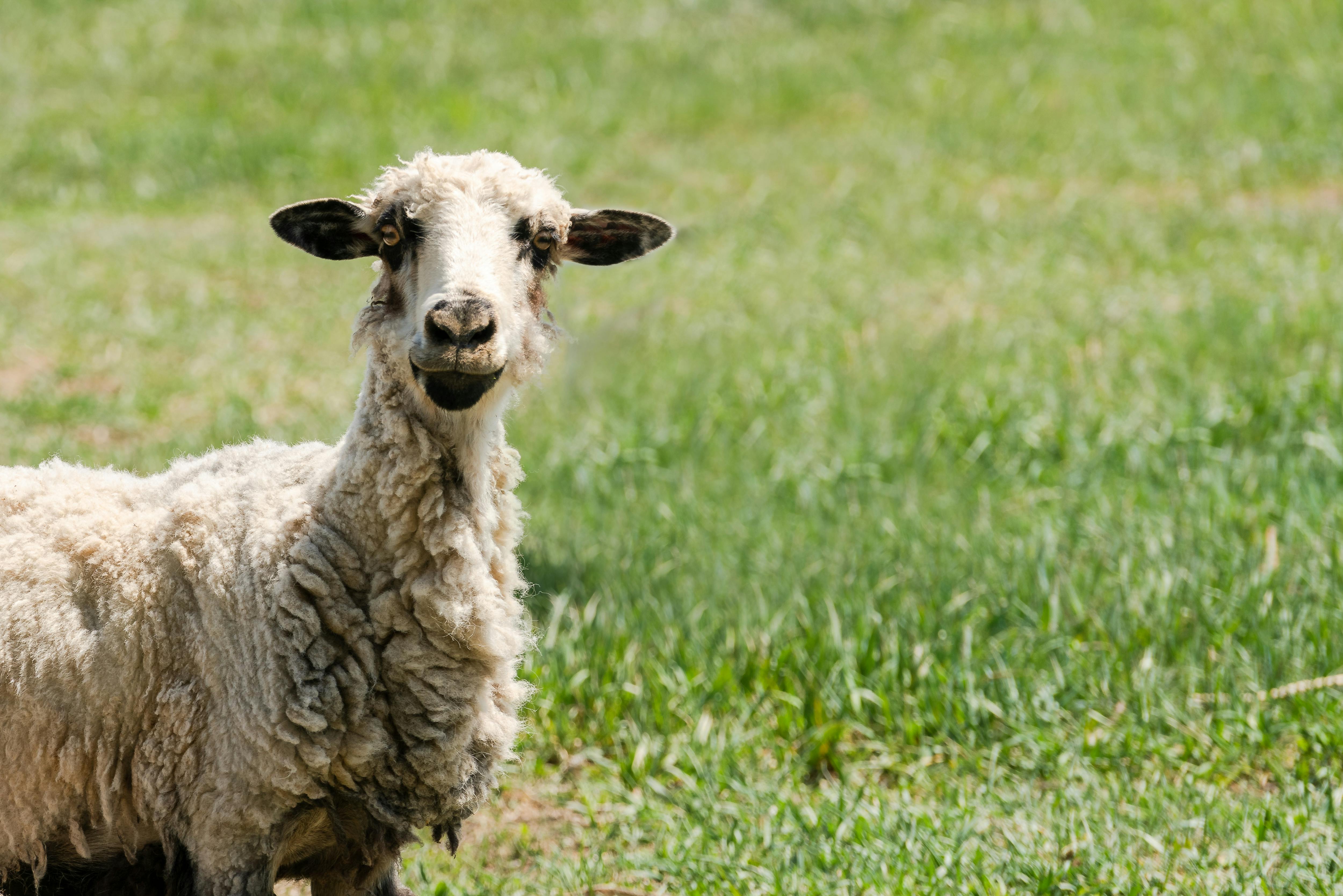 grátis Foto profissional grátis de agrícola, agricultura, animais selvagens Foto profissional