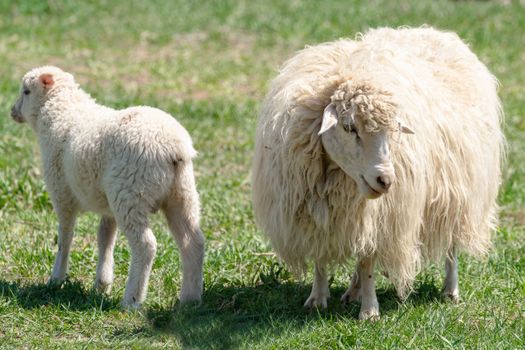 Sheep and lamb on green meadow