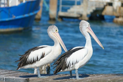 Pelicans on Pier on Sea Shore
