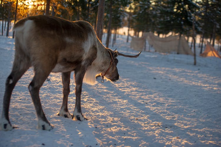 Moose Standing On Snow