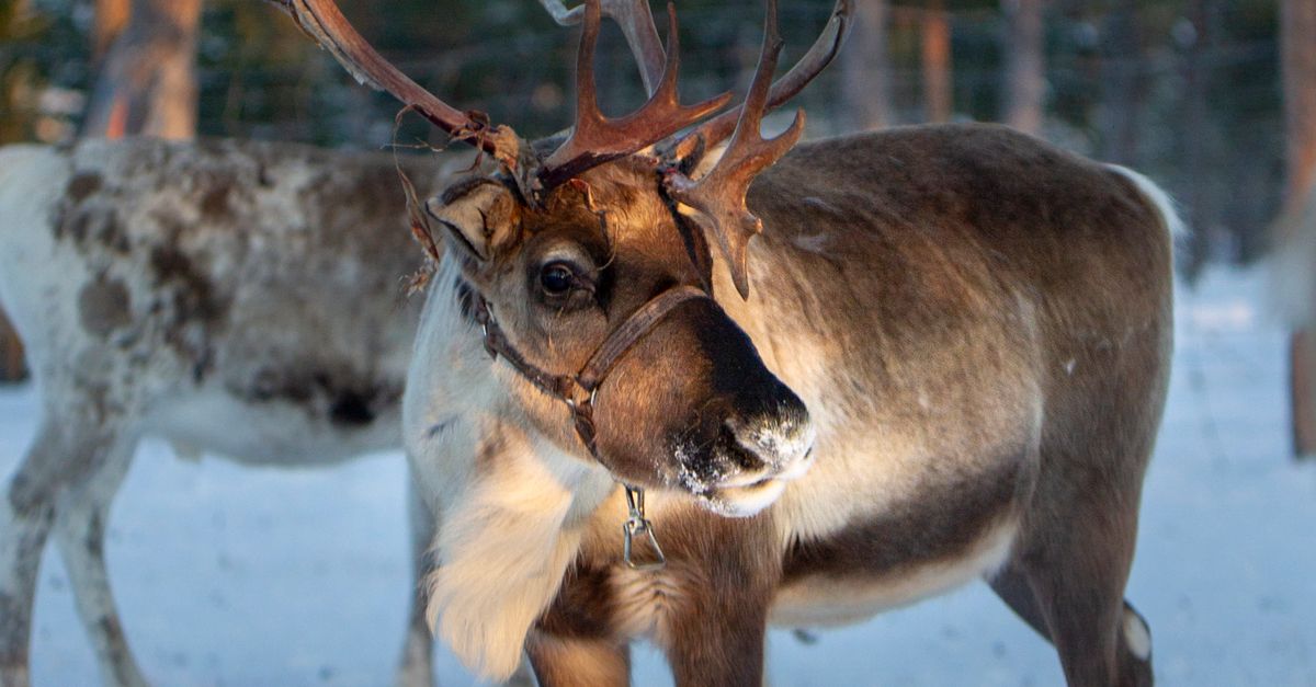 Photo Of Reindeer Free Stock Photo Photo of reindeer free stock photo