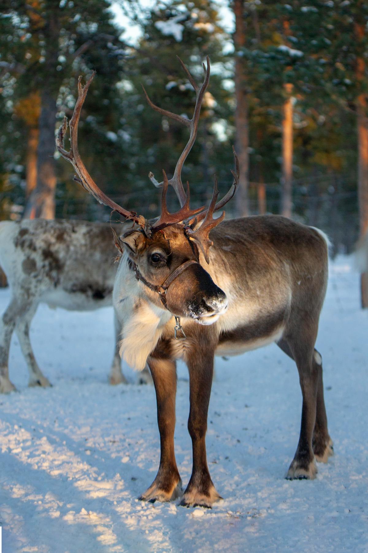 Reindeer in a snow-covered forest — the animals that define Sámi culture and the Lapland landscape
