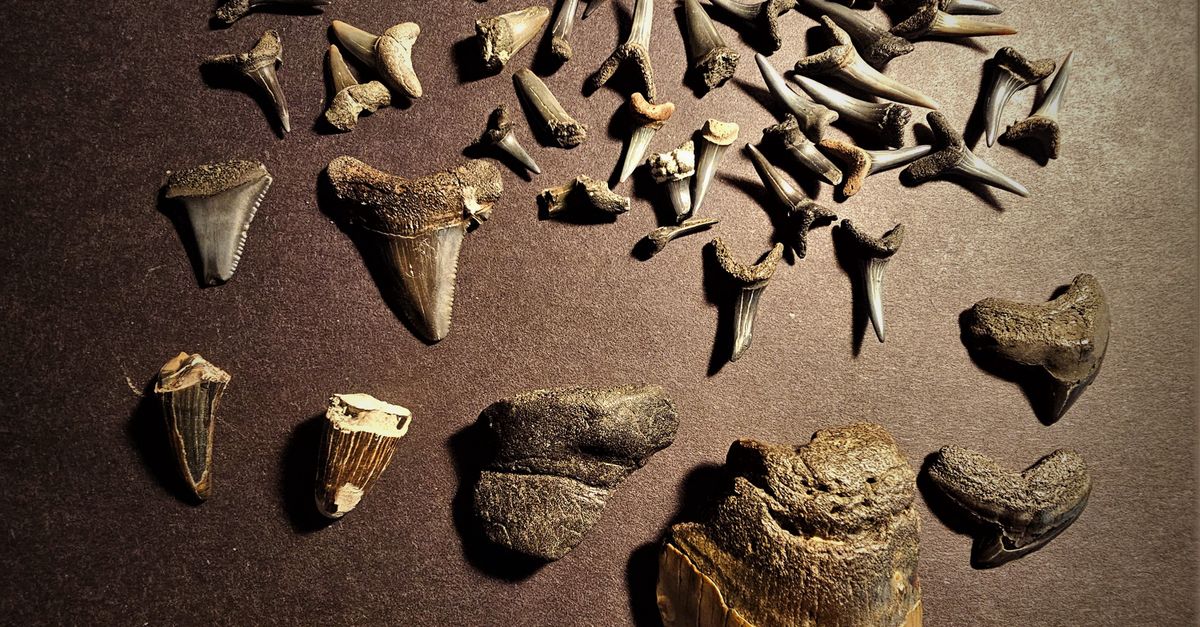 El papel del valle del Motagua en la conservación de huellas fósiles de dinosaurios El papel del valle del Motagua en la conservación de huellas fósiles de dinosaurios