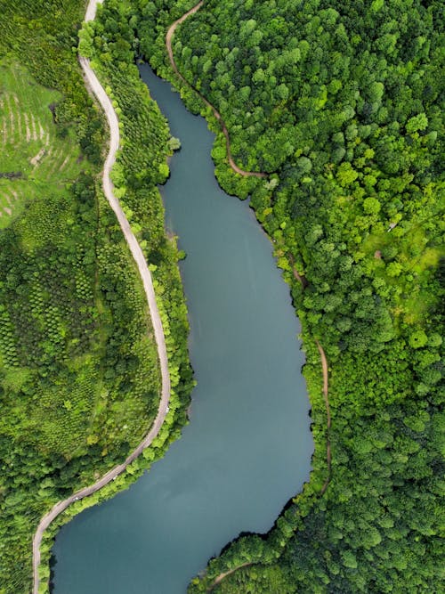 Fotos de stock gratuitas de agua, arboles, bosque