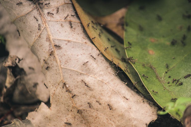 Ants On Brown And Green Leaves