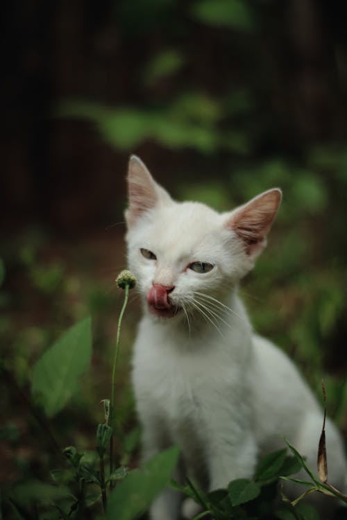 White Kitten Looking at Camera