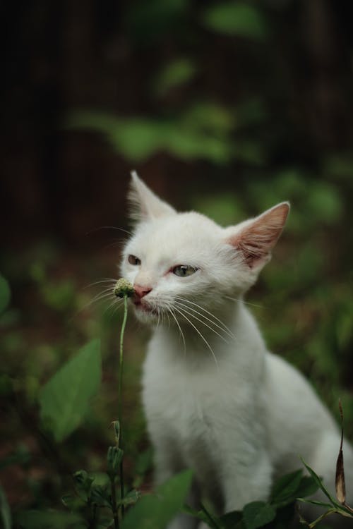 A white cat sitting in the grass with its eyes open