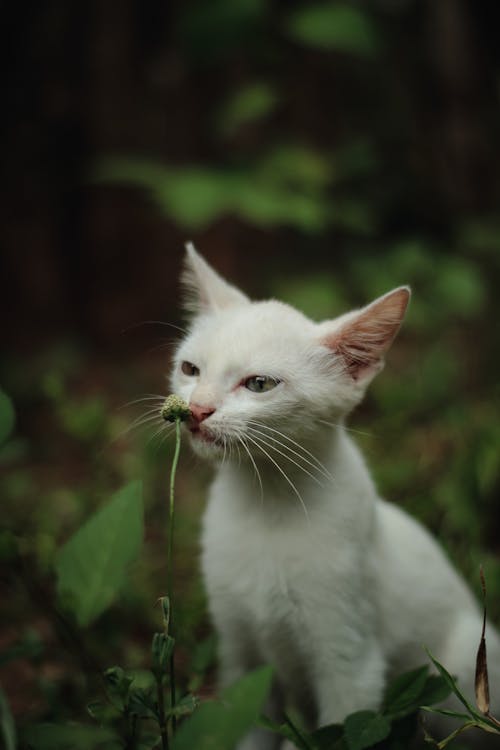 A white cat sitting in the grass with its eyes open