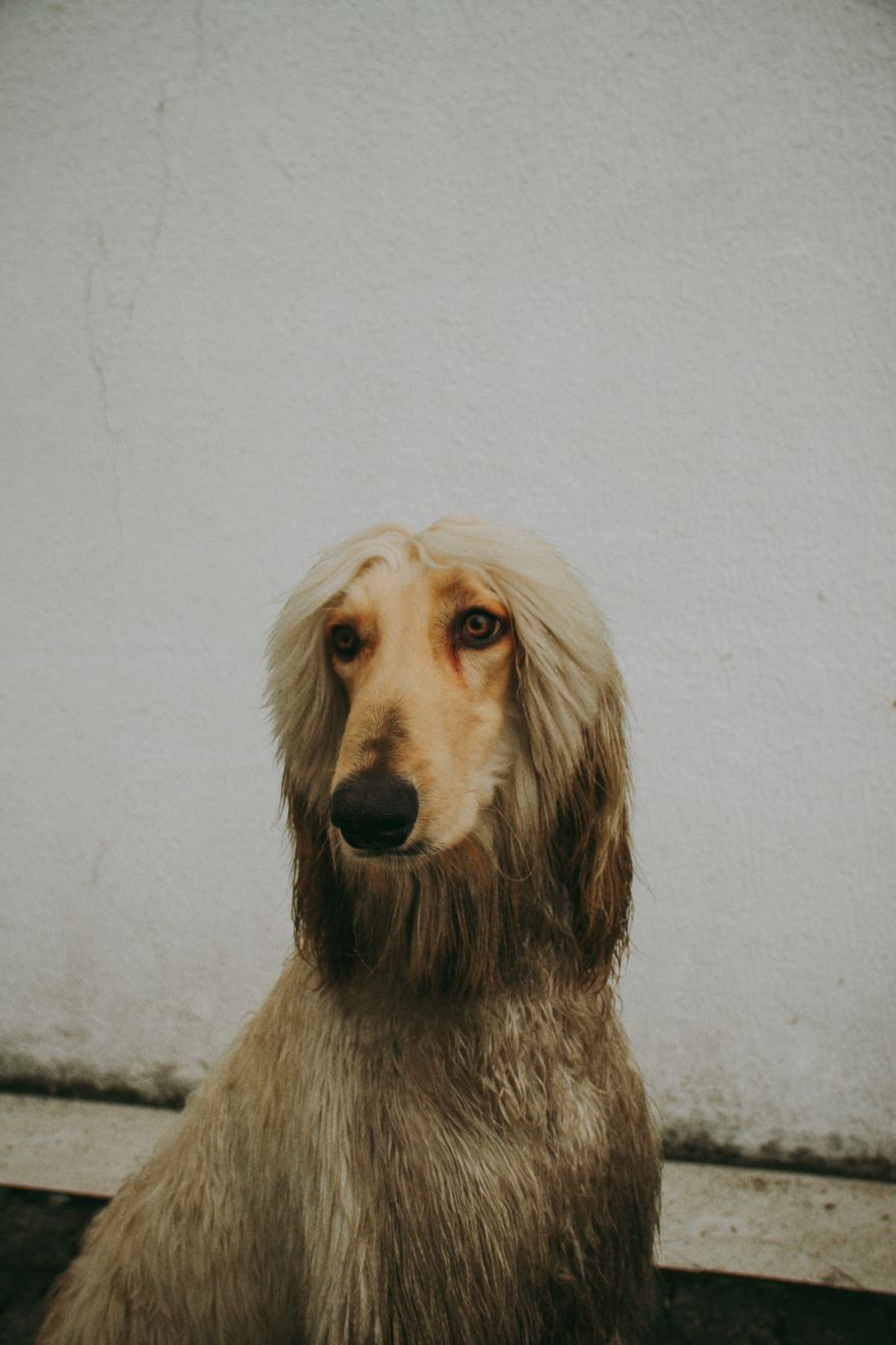 Close-up portrait of an Afghan Hound with long silky fur