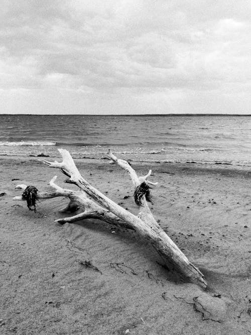 Immagine gratuita di bianco e nero, legname, mare