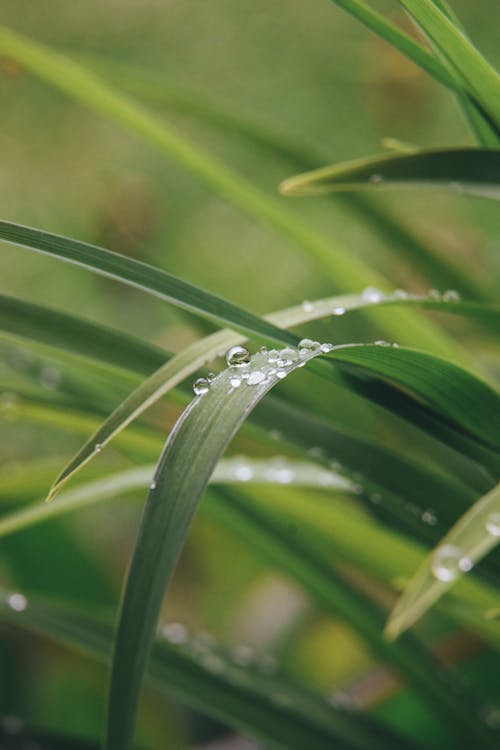 Fotos de stock gratuitas de de cerca, flora, gotas de agua