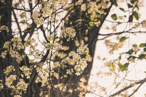 Fotos de stock gratuitas de árbol en ciernes, árbol floral, flores blancas