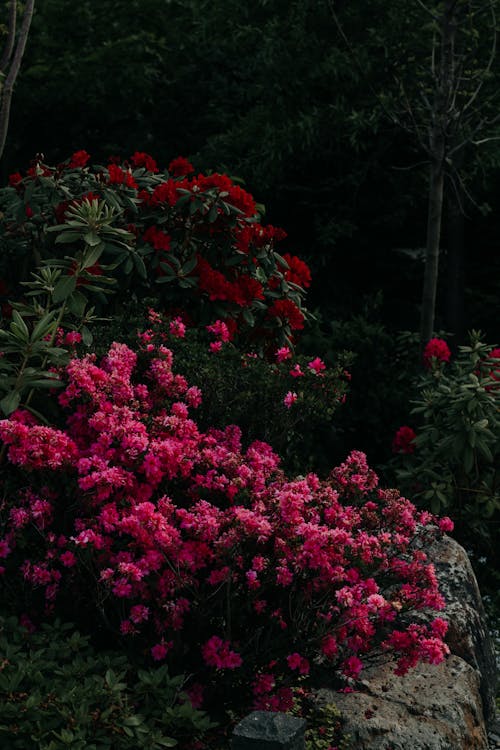 Japanese garden in Russia. Park, flowers, trees