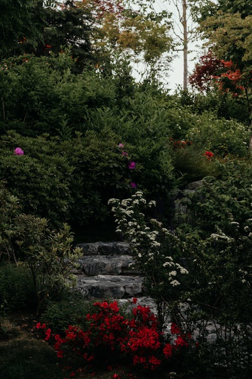 Japanese garden in Russia. Park, flowers, trees