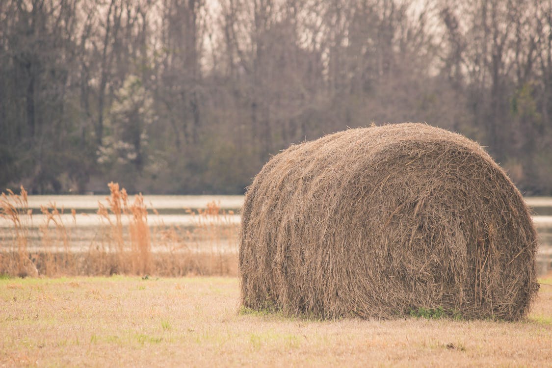 Fotografia Em Tom Sépia De Feno No Campo