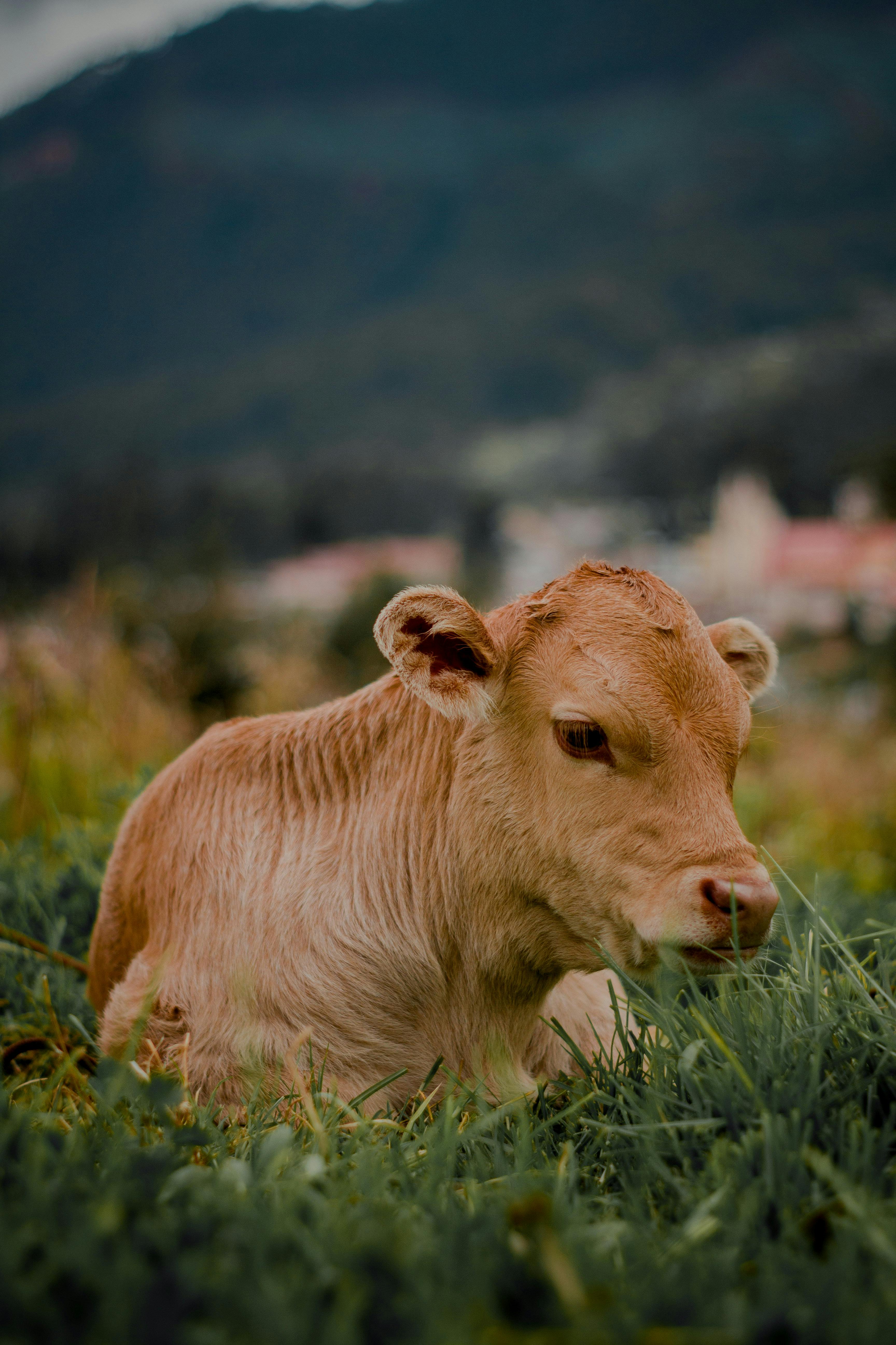 Early Weaning Calves to Reduce Nutrient Needs During Drought | Morning Ag  Clips