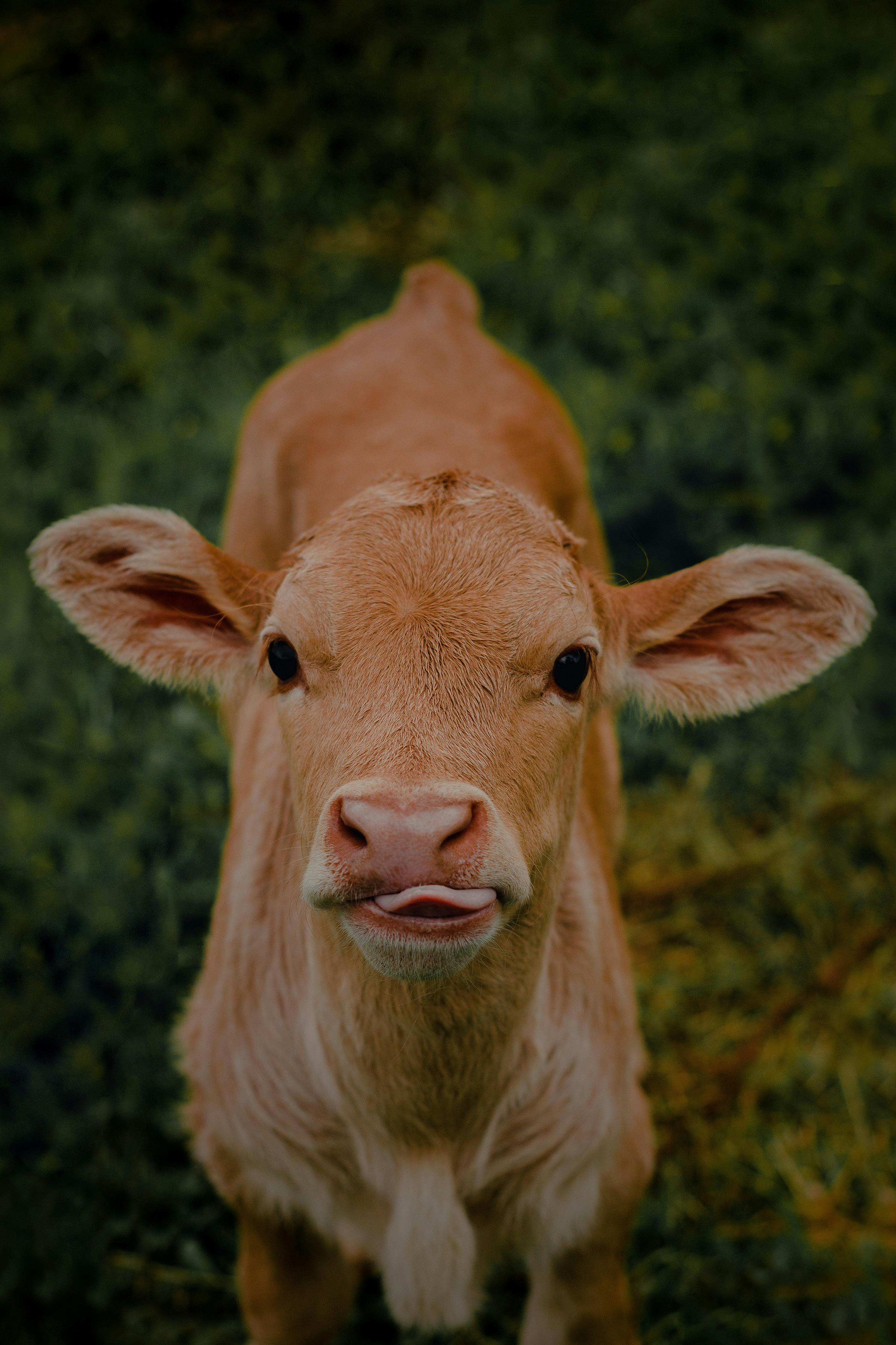 Adorable young calf with a curious expression standing on grass in a rural setting.