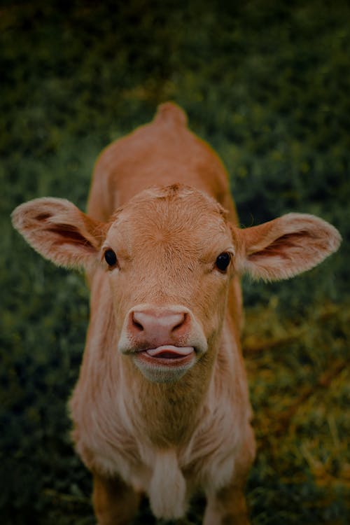 Free Portrait of Cow Calf Stock Photo