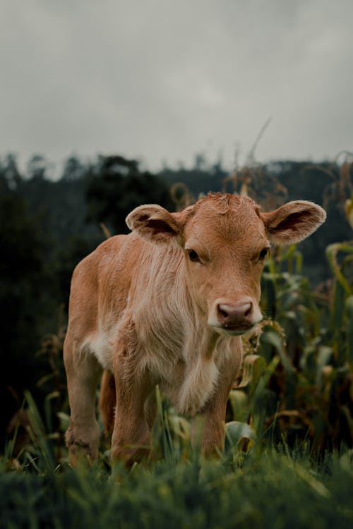 Základová fotografie zdarma na téma farma, fotografování zvířat, hospodářská zvířata