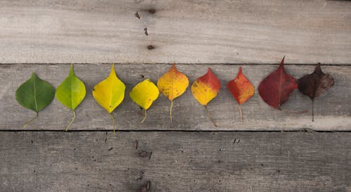 Fotos de stock gratuitas de colores de otoño, fondo de madera, hojas de gree