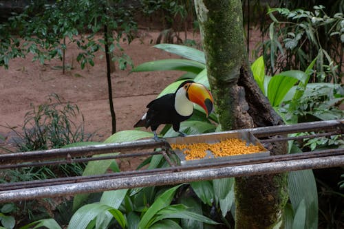 tucano içeren Ücretsiz stok fotoğraf