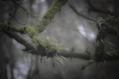 Helecho Verde En Rama