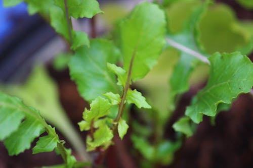 Fotos de stock gratuitas de jardín, jardin fresco, lechuga