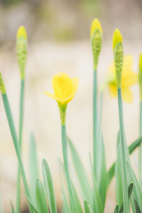 Fotos de stock gratuitas de amarillo, floración, floral