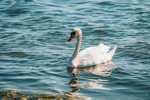 Fotobanka s bezplatnými fotkami na tému divočina, kačica, krása