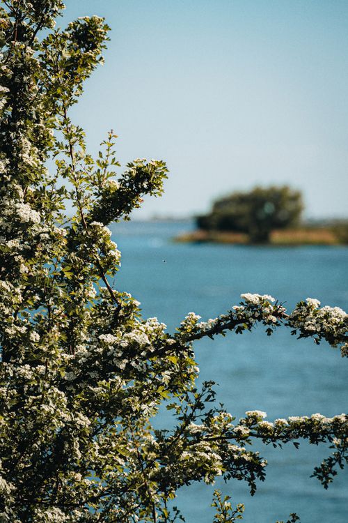 Free Beautiful white hawthorn blossoms near a serene body of water in Liepāja, Latvia, capturing the essence of spring. Stock Photo