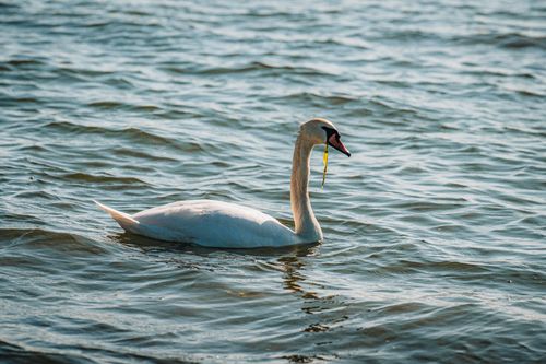 Free A serene swan gliding on the waters of Liepāja, Latvia under the daylight. Stock Photo