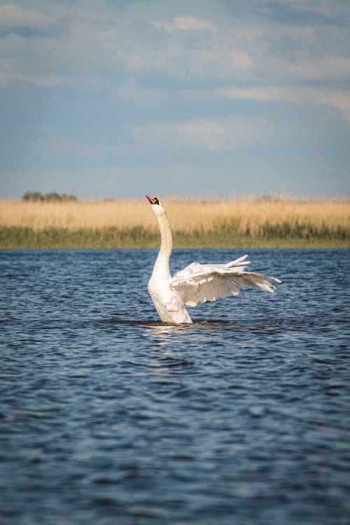 Free Beautiful swan stretching its wings gracefully on a lake in Liepāja, Latvia. Stock Photo