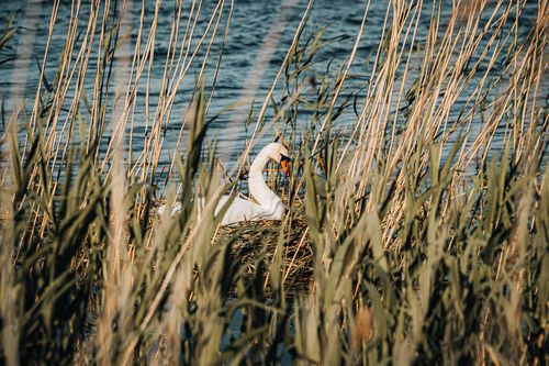 Free A serene mute swan nesting among reeds by calm waters in Liepāja, Latvia. Stock Photo