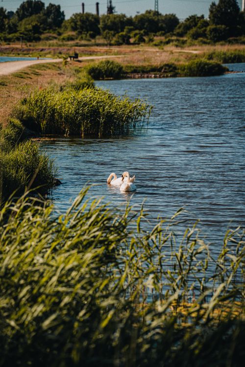 Free Two swans gracefully swimming in a serene pond surrounded by lush greenery in Liepāja, Latvia. Stock Photo