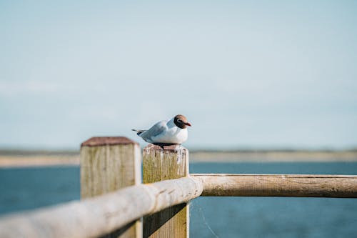 Close-up of a Seagull Sitting on a Wooden Pier 