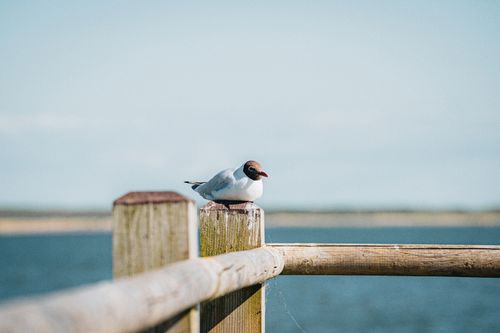 Free A seagull rests on a wooden pier overlooking the sea in Liepāja, Latvia. Calm and serene wildlife scene. Stock Photo