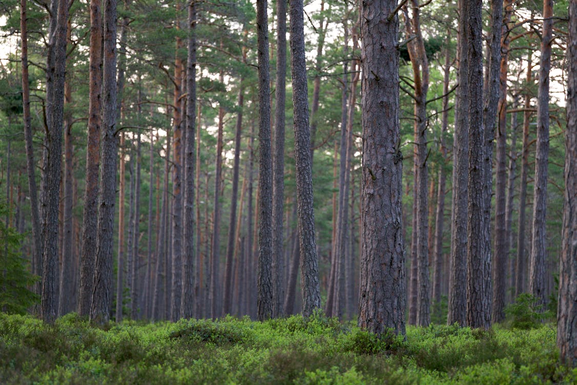 Gratuit De Grands Arbres Dans Une Forêt Photos