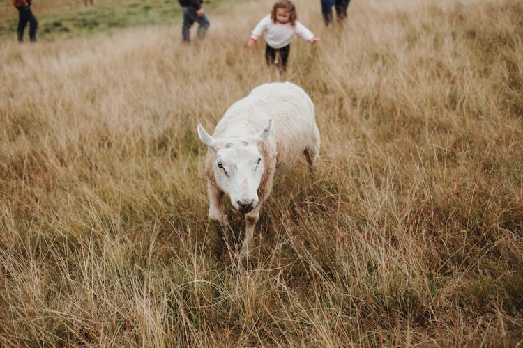 Sheep In Hayfield