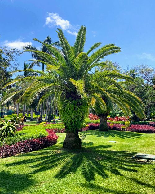 Free Beautiful lush garden featuring a prominent palm tree on a sunny day. Stock Photo