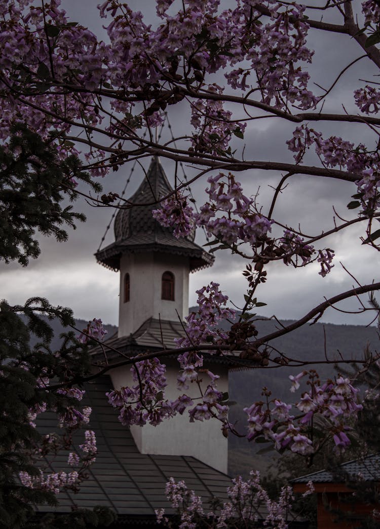 Blooming Tree Against Church Tower