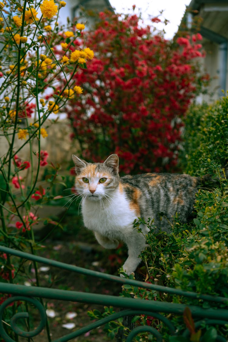 Cat In Garden