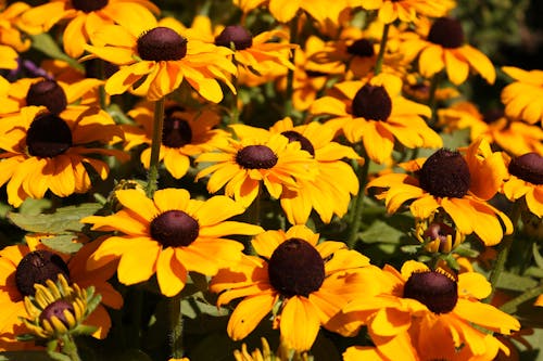 Free stock photo of beautiful flowers, bunch of flowers, yellow Stock Photo