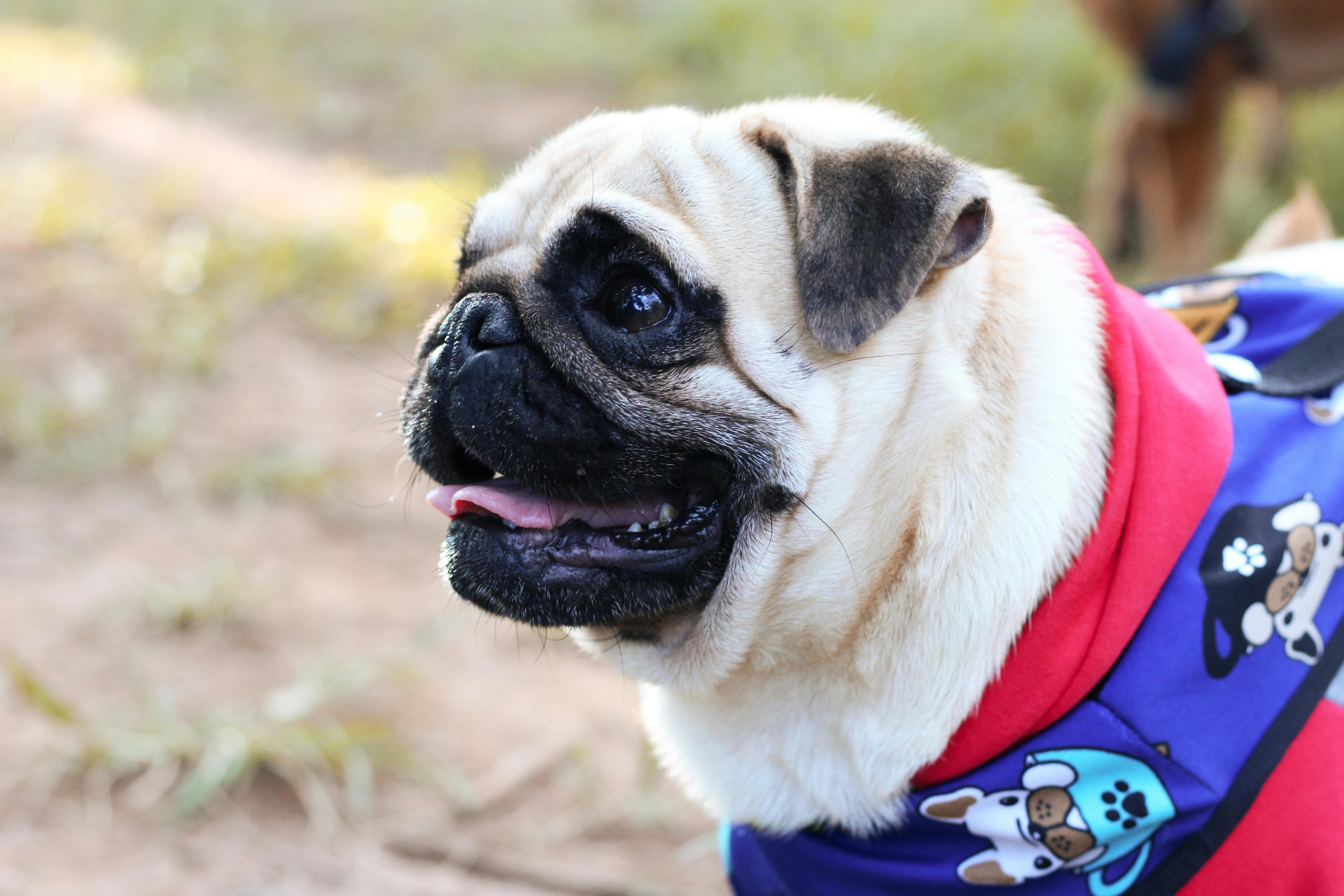 Meet the Fat Puggle: A Lovable Family Companion for All Ages