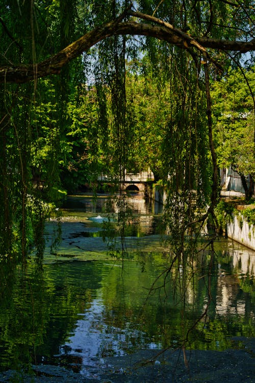 Canal in Urban Park