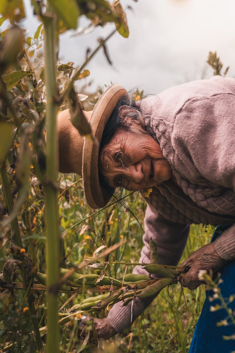 Elderly Woman Picking Pea