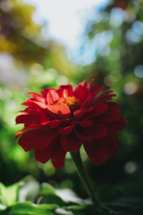 A red flower in the middle of a green field · Free Stock Photo
