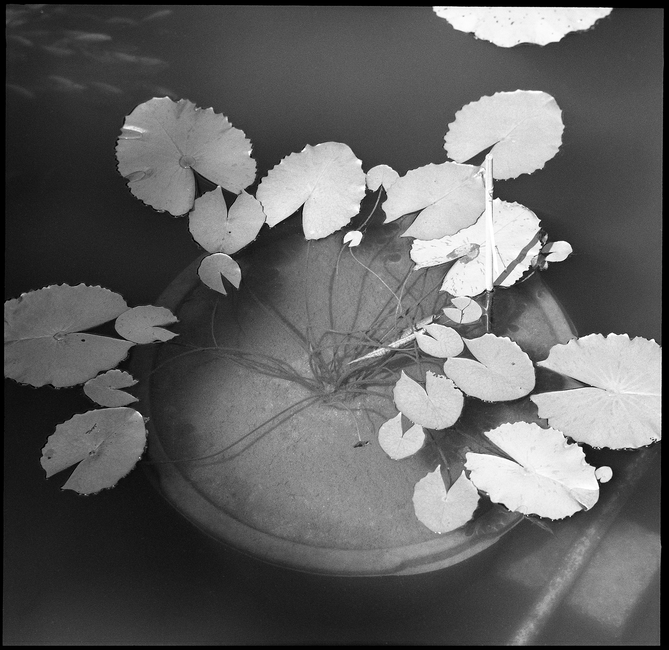 Black and white image of water lily leaves floating in a round pot.