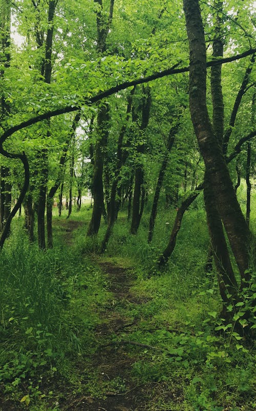 Footpath among Green Trees in Forest