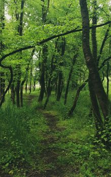 A serene footpath meanders through a lush, green forest in Istanbul, perfect for nature walks.